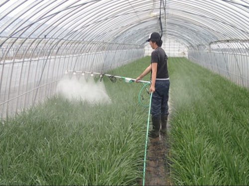 ニラの防除の様子です