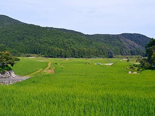 緑深い熊野の山々に囲まれた棚田