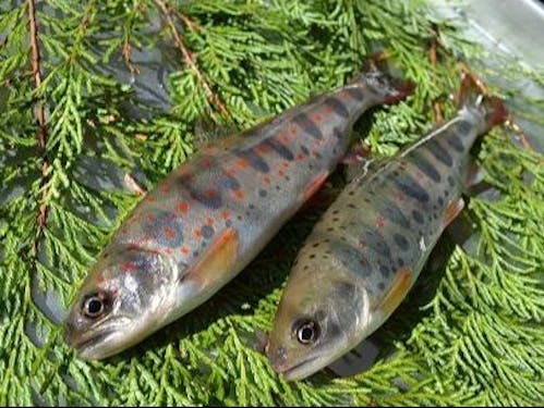 養殖しているあまご