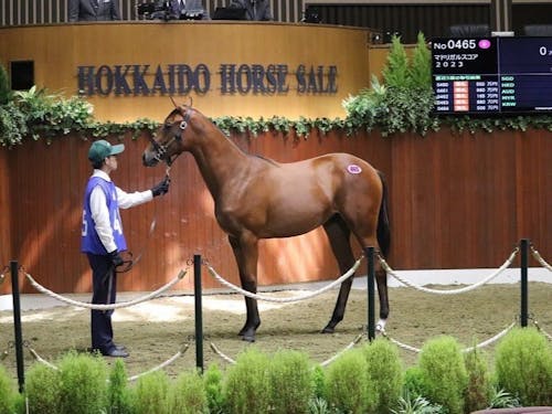 静内農業高校の生徒によるサラブレッドの競りの様子
