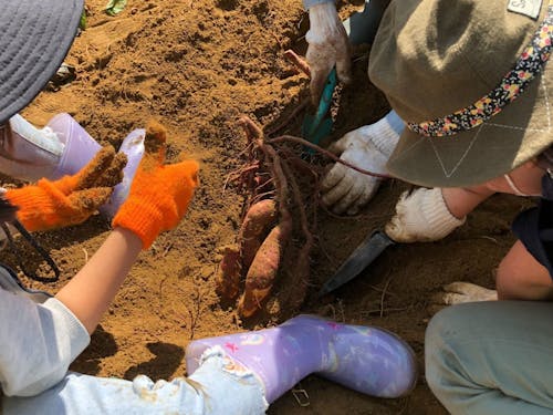 大人は農林業のお手伝いの内容によって、お駄賃がもらえることもあります