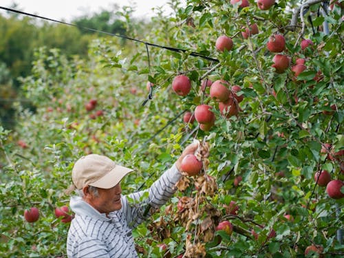 りんごと山ぶどうを育てる農家さん