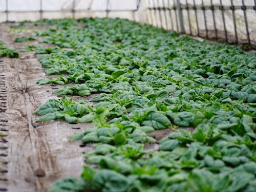 寒さの中でじっくり育ち甘みが増す、寒じめほうれん草