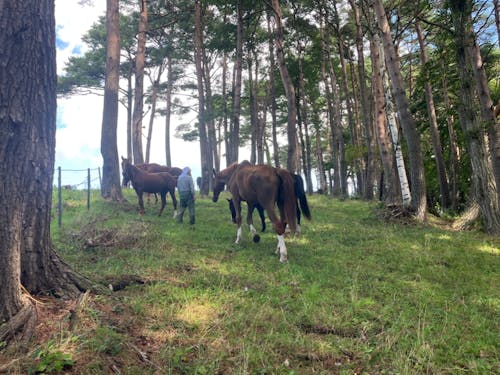町が運営する牧場(10月下旬から冬季期間は閉まっている)