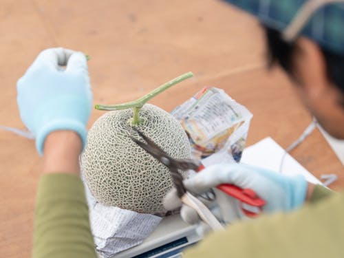 農産物生産:メロンの収穫の様子