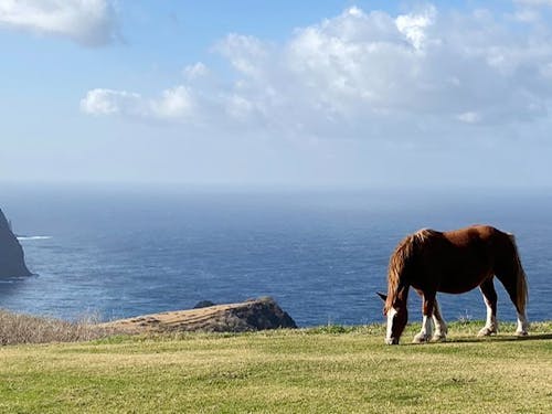 トレッキングでは、放牧されている馬や牛を間近で見れるかも!