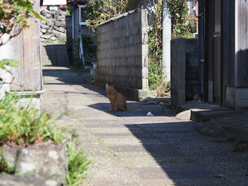 ゆったり流れる島じかん