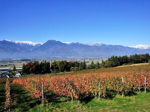 北アルプスの絶景を望むワインぶどう畑