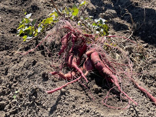去年の芋。今年は豊作だそうです!