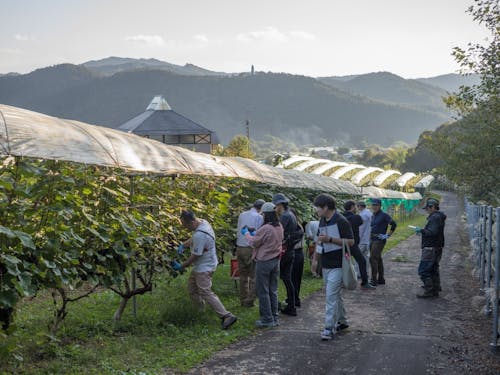 【秋のおためし協力隊ツアー】葡萄が丘農業研究所でぶどうの収穫体験をしました!