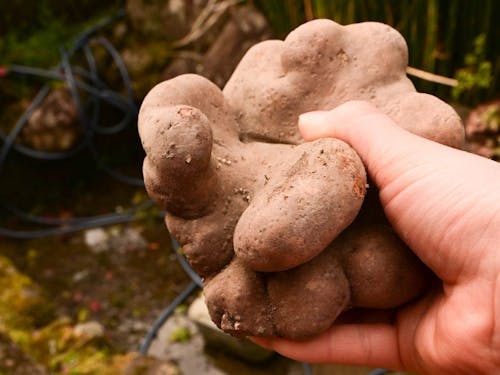 徳地の特産品「やまのいも」。強い粘りとコクが特長。