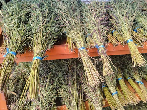 この地域で昔から飲まれているという野草茶・カワラケツメイ