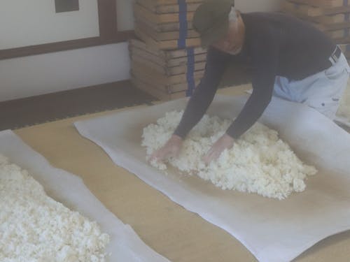 湯気が上がる蒸した米を人肌に冷ましてタネコウジを付けます