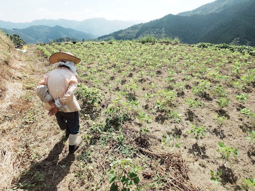 農家さんのもとに足しげく通って畑づくりの見習い。