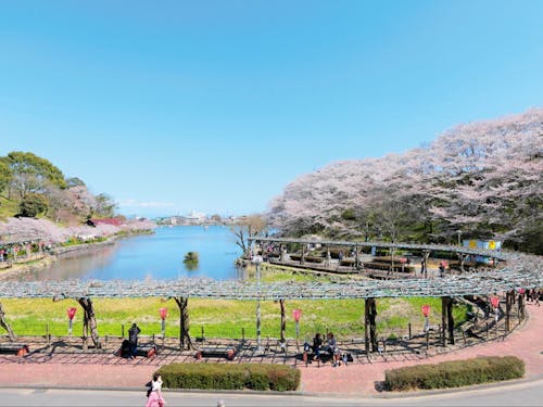 市外からも人が集まる人気の蓮華寺池公園です☆