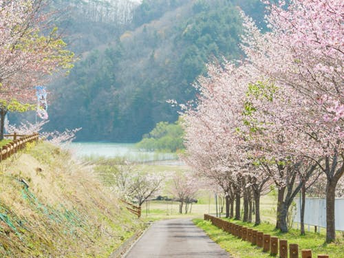 遊歩道でお散歩しながら山桜を堪能
