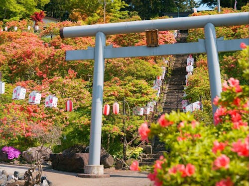 鮮やかなつつじが咲き誇る「天王つつじ祭り」