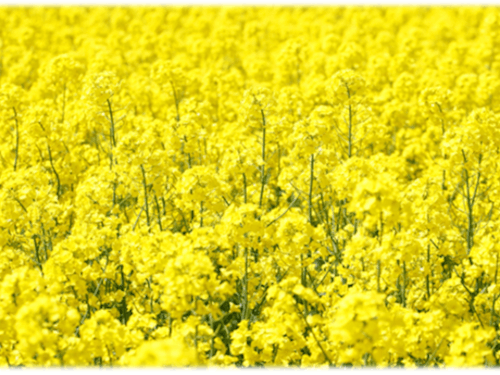 横浜町の春を彩る菜の花