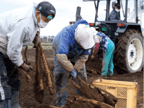 大地が育む、横浜町の長芋