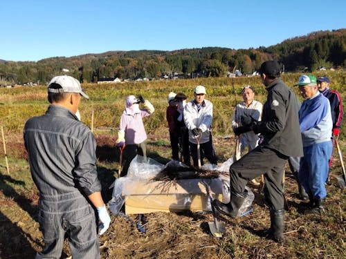 ぶどう畑での作業風景(植え付け時)