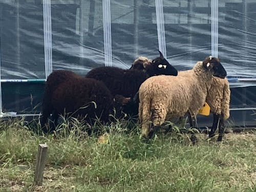 牧場内で遊ぶ羊たち