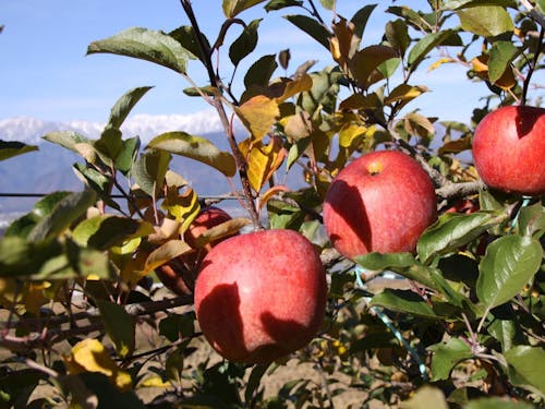 秋、果樹園から望む中央アルプス