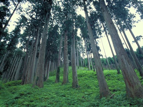 森林面積93%の豊かな自然
