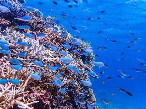 暮らしのすぐそばに、豊かな自然が広がる伊平屋島