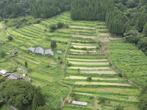 小泉棚田の風景