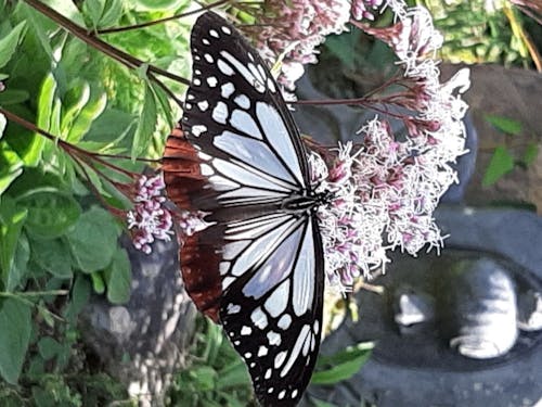 模様が鮮やか アサギマダラ