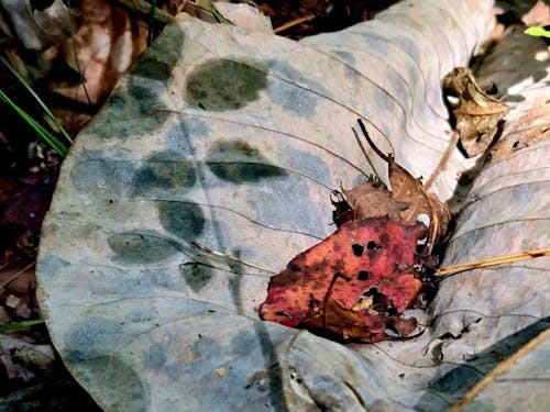 森にはユニークな素材がたくさん（撮影は但野さん）