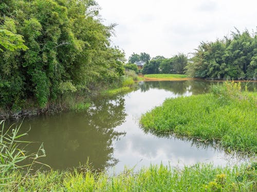 直鳥クリーク公園の水辺です。