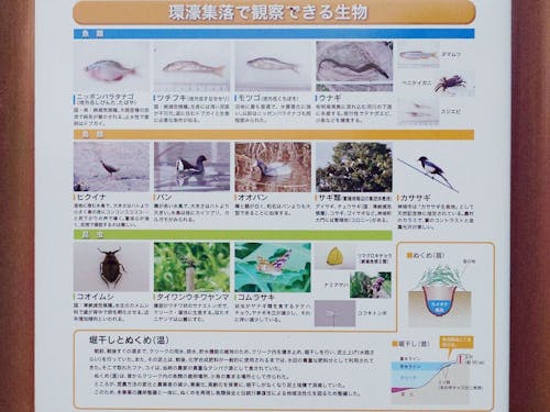 ニッポンバラタナゴ、ツチフキ。絶滅危惧種の名前もあります。