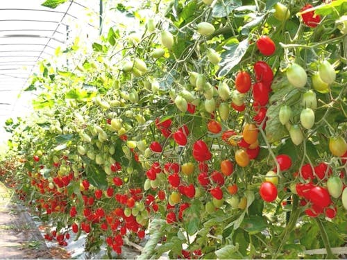 ビニールハウスのなか