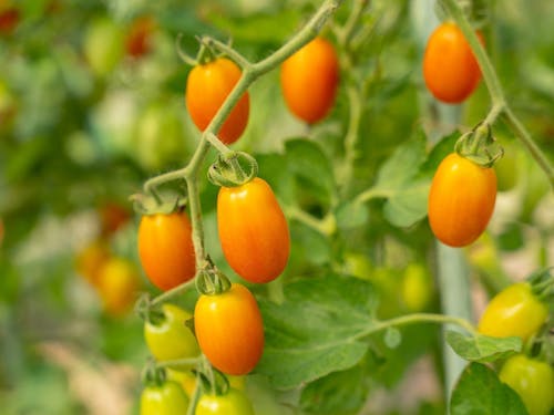 四季折々のいろんな食材と出会ってください