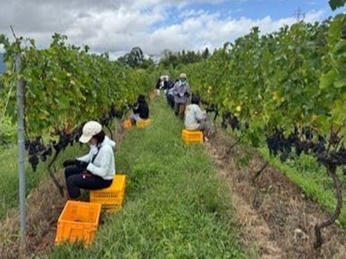 北アルプスを望みながら、ワイン用ぶどう収穫体験