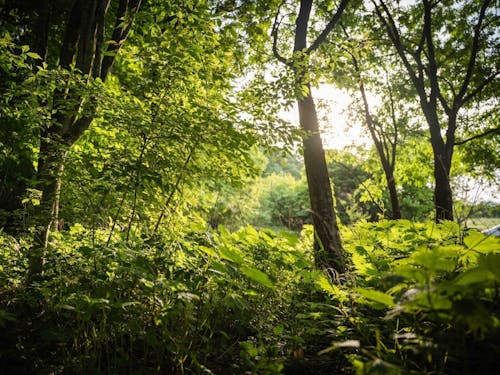 伊那市の面積の82%が森林、森からのめぐみを受けるくらしです