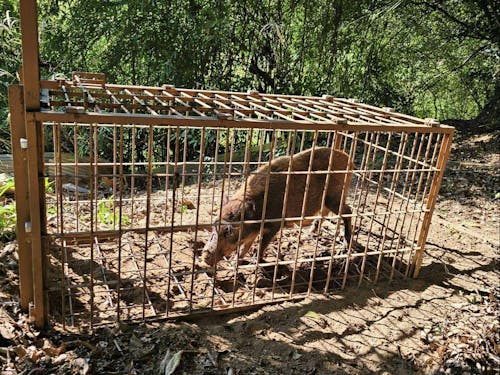 箱わなに入っているイノシシ