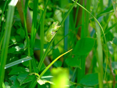 こんな動物との出会いも