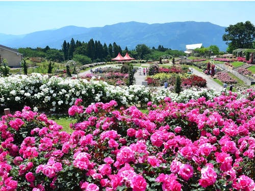 『かのやばら園』
