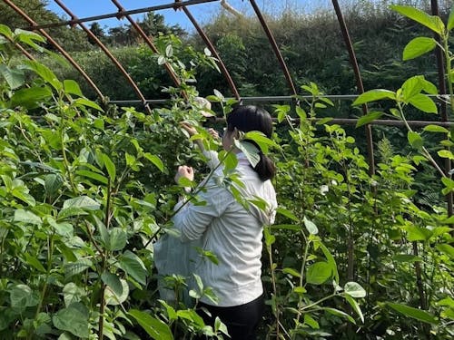過去の仕事体験の様子①