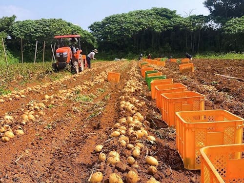 トラクターで掘り起こされたじゃがいもを手で収穫します
