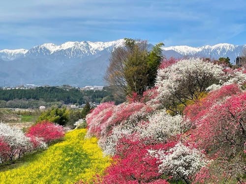 早春の駒ヶ根（花桃）