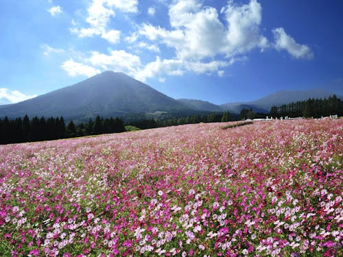 生駒高原では、春はポピー・ネモフィラ、秋はコスモスが楽しめます