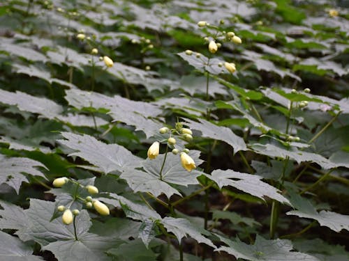 希少植物の1つ、キレンゲショウマ