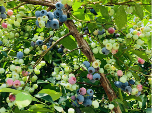 小川の果物(ブルーベリー)