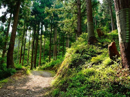 現在施業中の山林、ここが職場です