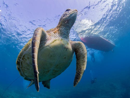 沖永良部島はウミガメが多く生息しており、運が良ければ一緒に泳ぐことも。