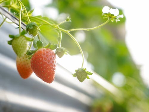 テロワール（土地が持つ個性）である苺を大切に守ります