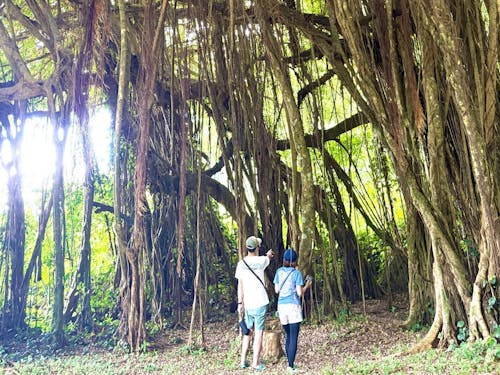 ガジュマルに包まれる時間